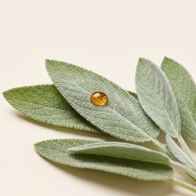 Sage Extract